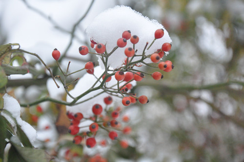 雪中的河北科技学院